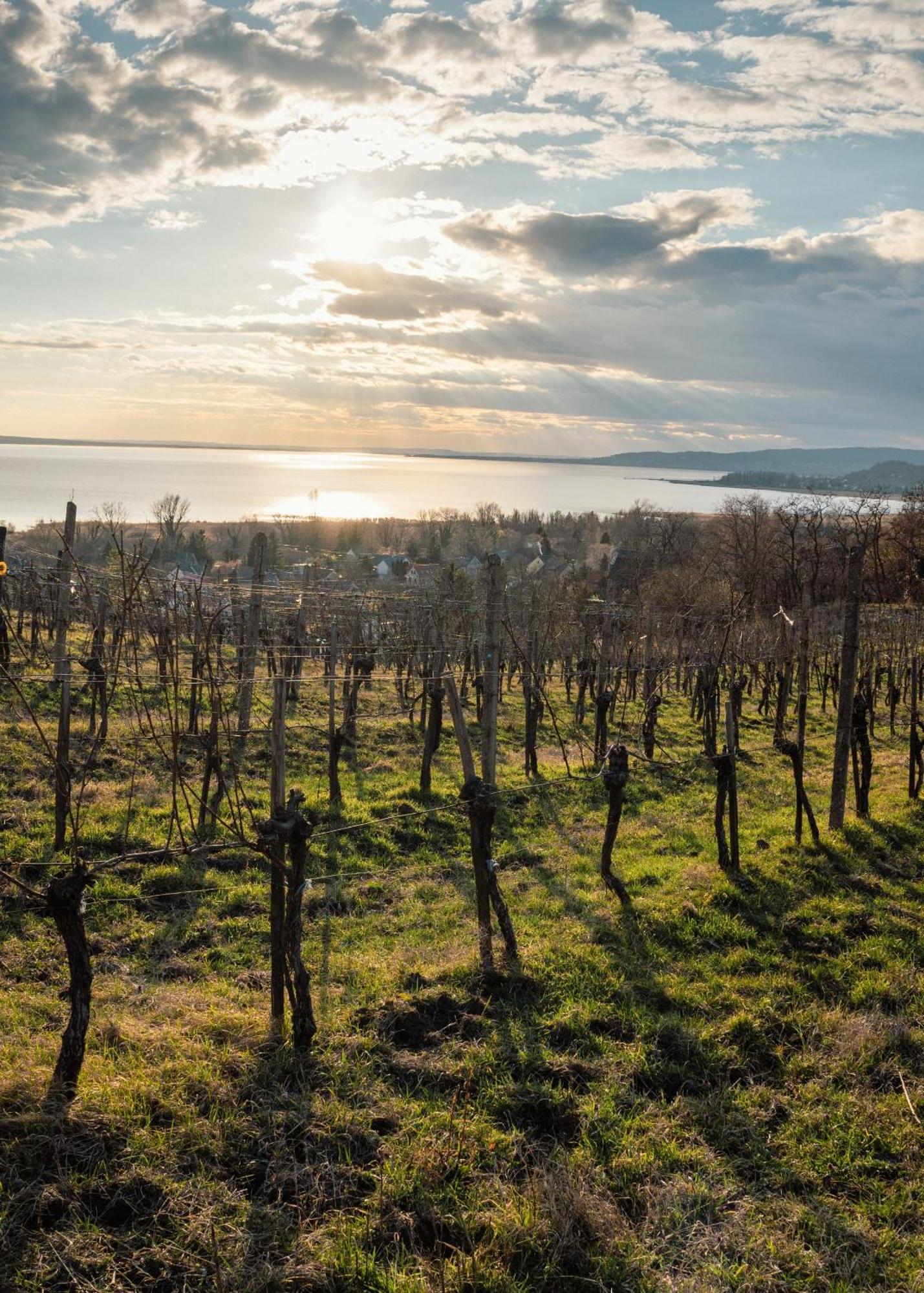 Aparthotel Domaine Edegger - Organic Winery Badacsony Badacsonytomaj Exteriér fotografie